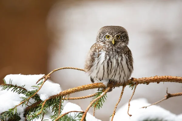 Eurasian pygmy owl sitting on twig in wintertime. — Stock Photo, Image