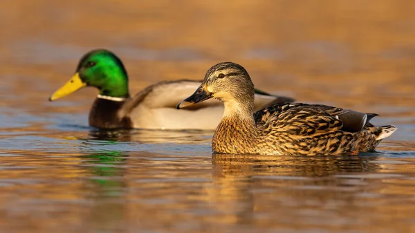 Two mallards swimming in water in autumn nature. — Stock Photo, Image