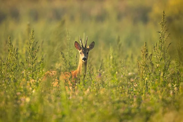 Rehbock steht im Sommer auf der Wiese. — Stockfoto