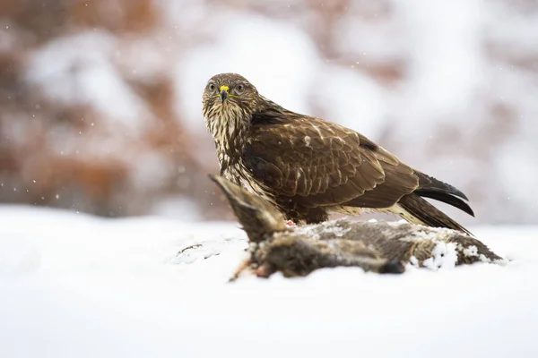 Majestic common buzzard sitting on a field in winter. — Stock Photo, Image