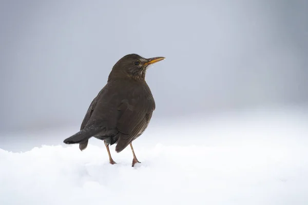 Common blackbird sitting on snow in winter from rear view. — Stock Photo, Image