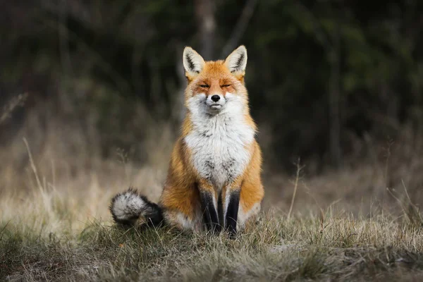 Klidná červená liška sedící na louce v podzimní přírodě. — Stock fotografie