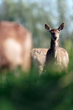 Kızıl geyik hind alanı çalılar arkasında