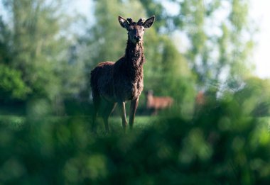 Çalılıkların arkasında yeni büyüyen boynuzları meraklı kızıl geyik geyik 