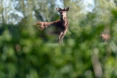 Çalılıkların arkasında yeni büyüyen boynuzları meraklı kızıl geyik geyik.