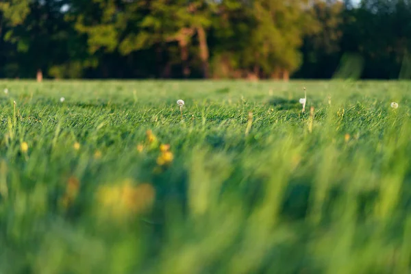 Faded Dandelion Springtime Meadow Morning Sunlight — Stock Photo, Image