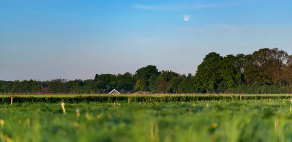 月の青い空の下で森の端の小さな家と牧草地 — ストック写真