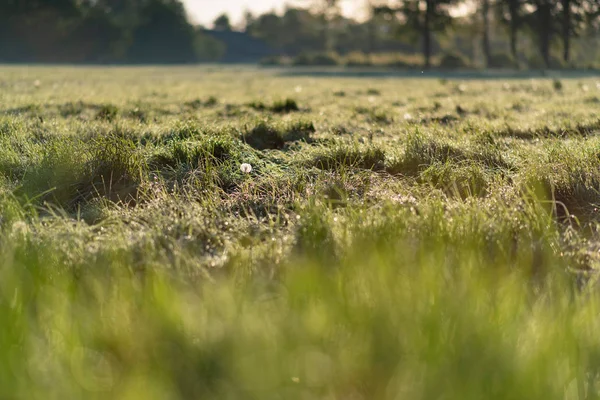 Faded Dandelion Meadow Tall Grass Spring — Stock Photo, Image