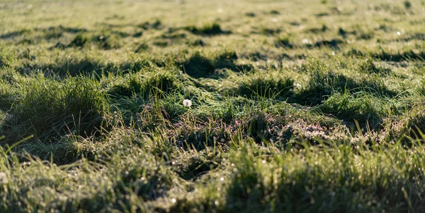 Pissenlit Fané Dans Prairie Avec Herbe Haute Printemps — Photo