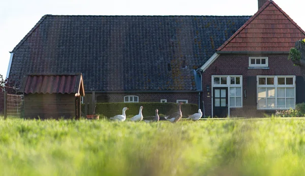 Farmhouse Geese Front Yard Spring — Stock Photo, Image