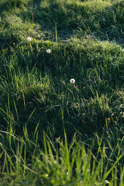 풀밭에 민들레 — 스톡 사진