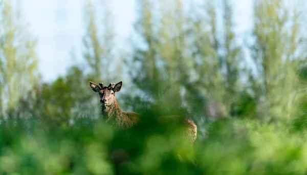 Nieuwsgierig Edelhert Hert Met Nieuwe Groeiende Gewei Achter Struiken — Stockfoto