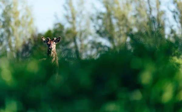 Nieuwsgierig Edelhert Bok Met Nieuwe Groeiende Gewei Achter Struiken — Stockfoto