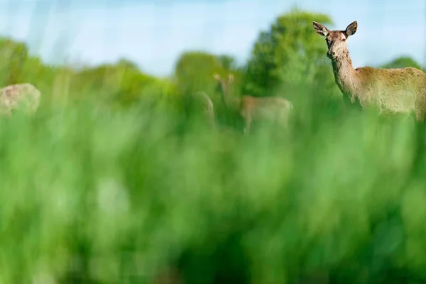 Curieux Cerf Rouge Derrière Les Buissons Printemps — Photo