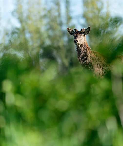 Cerf Rouge Curieux Cerf Avec Nouveaux Bois Croissance Derrière Les — Photo