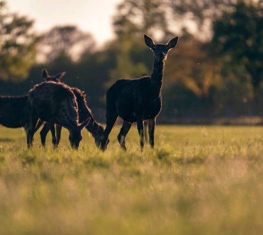 Çayır arka ışık akşam güneşi tarafından kızıl geyik hinds Grup 