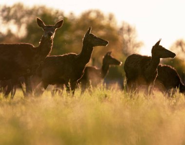 Çayır arka ışık akşam güneşi tarafından kızıl geyik hinds Grup 