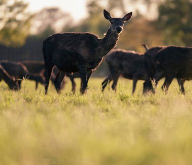 Çayır arka ışık akşam güneşi tarafından kızıl geyik hinds Grup 