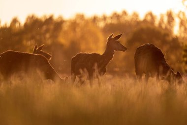 Çayır arka ışık akşam güneşi tarafından kızıl geyik hinds Grup