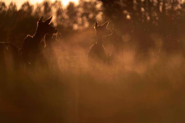 Çayır arka ışık akşam güneşi tarafından kızıl geyik hinds Grup 