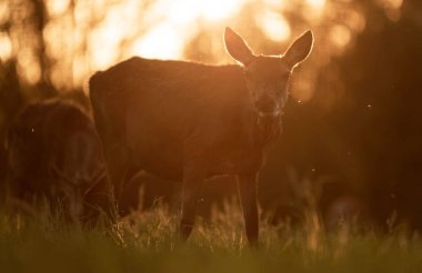 Kızıl geyik arka plan ışığı akşam güneşi kadın otlatma 