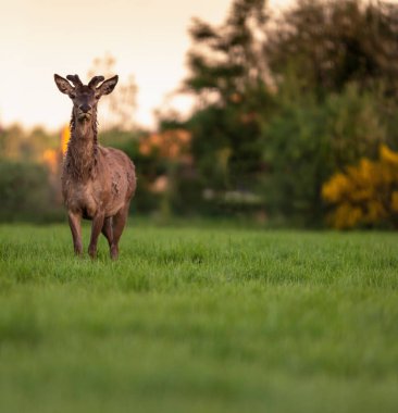 Çalılar yakınındaki çayırda boynuzları büyüyen ile bir kızıl geyik buck 