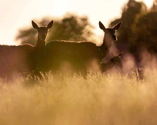 Groep Van Edelhert Hinds Weide Achtergrondverlichting Door Avondzon — Stockfoto