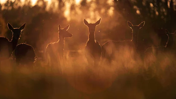 Grupa Hinds Red Deer Podświetlenie Łąka Słońce Wieczór — Zdjęcie stockowe
