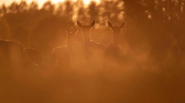 Grupo Ciervos Rojos Luz Fondo Del Prado Por Sol Noche —  Fotos de Stock