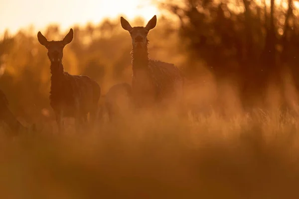 Zwei Rothirsche Wiesenhintergrundlicht Der Abendsonne — Stockfoto