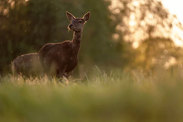 红鹿女在黄昏太阳背光 — 图库照片