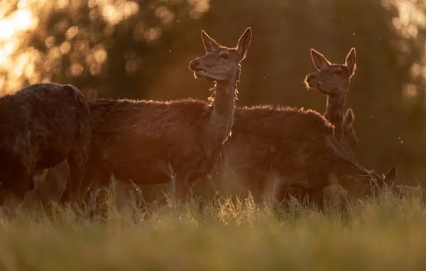 Grupa Hinds Red Deer Podświetlenie Łąka Słońce Wieczór — Zdjęcie stockowe