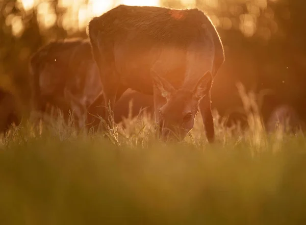 提醒放牧红鹿女性在黄昏太阳背光 — 图库照片