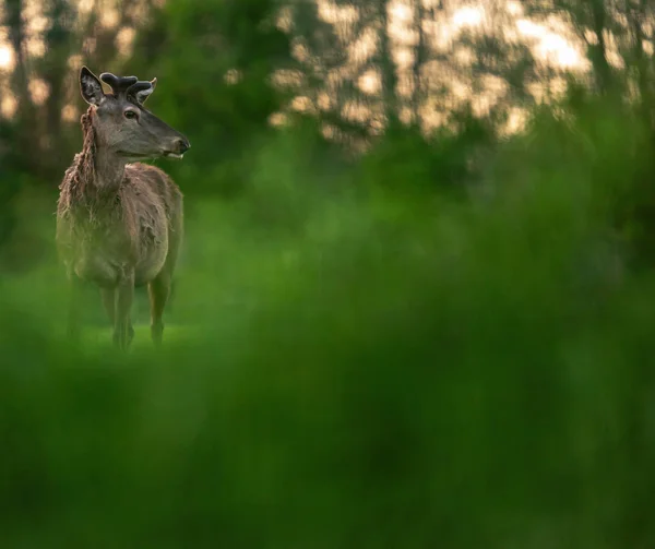 Einsamer Rothirsch Mit Wachsendem Geweih Auf Der Wiese Hinter Büschen — Stockfoto