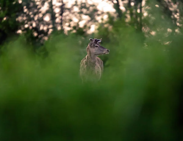 Cerf Rouge Solitaire Cerf Avec Des Bois Dans Prairie Derrière — Photo