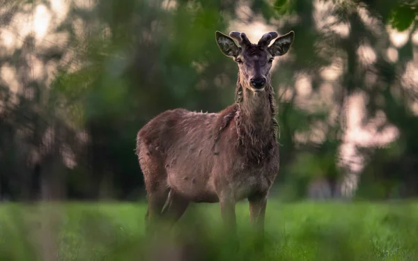 Einsamer Rothirsch Mit Wachsendem Geweih Auf Der Wiese Hinter Büschen — Stockfoto