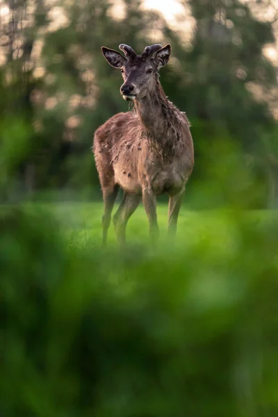 Cerf Rouge Solitaire Cerf Avec Des Bois Dans Prairie Derrière — Photo