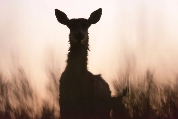 Silhouette Femmina Cervo Rosso Erba Alta Tramonto — Foto Stock