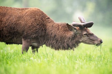 Yeni boynuzları kızıl geyik geyik kadife otlatma 