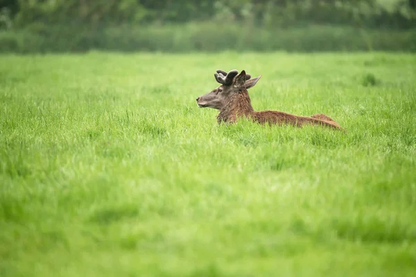 红鹿鹿鹿角 天鹅绒躺在草地上 — 图库照片