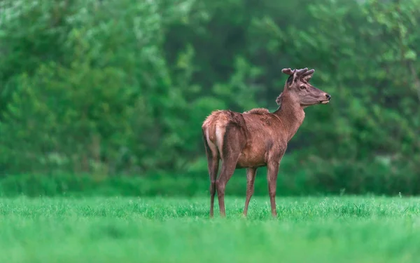 Unga Kronhjort Buck Landsbygden Våren — Stockfoto