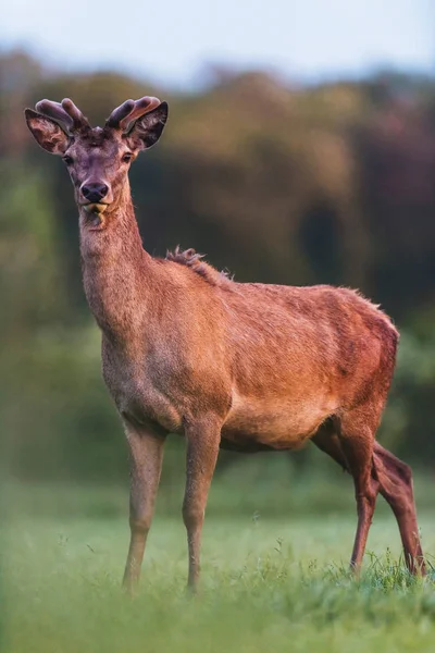 Młody Jeleń Buck Rosnącym Porożem Łące Wiosną — Zdjęcie stockowe