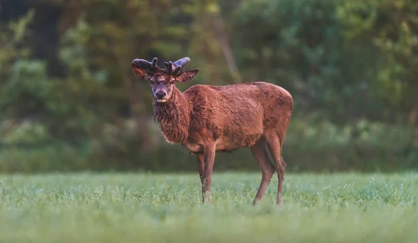 Cervo Rosso Maturo Cervo Con Corna Crescita Nel Prato Durante — Foto Stock