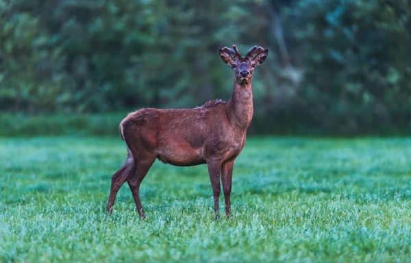 Junge Rothirsche Der Frühlingslandschaft Der Abenddämmerung — Stockfoto