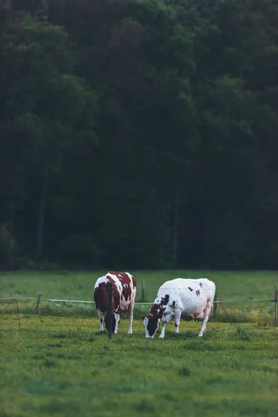 Dos Vacas Pastando Prado Primavera Atardecer —  Fotos de Stock