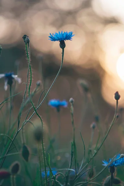 Цветущие Кукурузные Цветы Лугу Свете Вечернего Солнца — стоковое фото