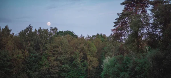 Bladverliezende Voorjaar Bos Onder Hemel Met Maan Schemering — Stockfoto