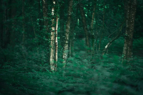 숲에서 자작나무 나무의 화이트 트렁크 — 스톡 사진