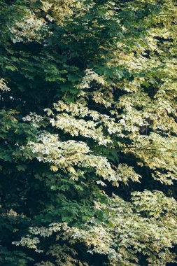 Desen yaprak yaz ağaçların güneş ışığı altında.