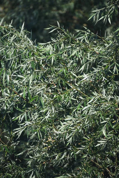 Крупним Планом Вид Зелене Листя Дерев Вітрі — стокове фото
